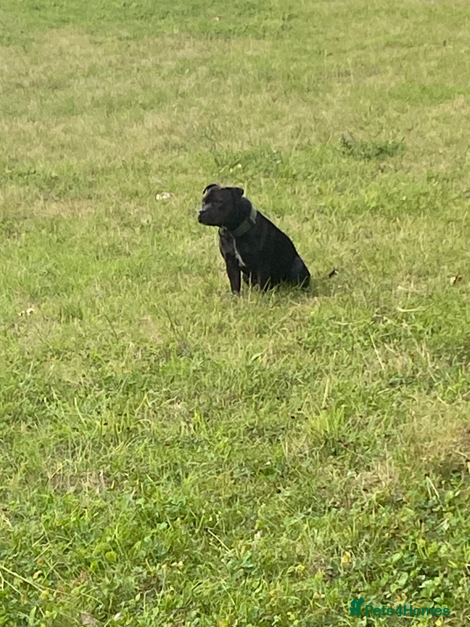 Staffordshire Bull Terrier dogs Staffordshire bull terrier 3 black girls left 😍 - Advert 2