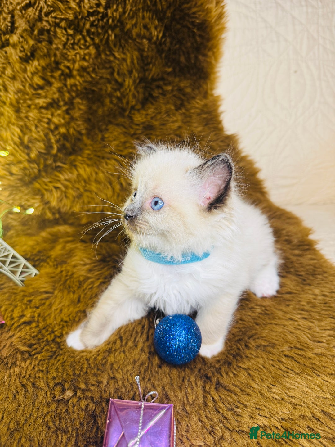 Ragdoll cats for sale: GCCF Pure Ragdoll Seal/Blue Point Lynx Mitted - Advert 4