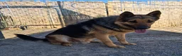 German Shepherd dogs for adoption: 🚨‼️URGENT‼️🚨 Bandit 💙🐾 - Advert 12