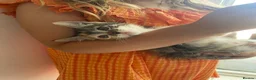 Mixed Breed cats for sale: Female kitten for sale in Norbury area in London - Advert 4
