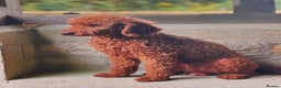 Cockapoo dogs for stud: KC REG MIN POODLE PROVEN STUD in Chippenham - Advert 4