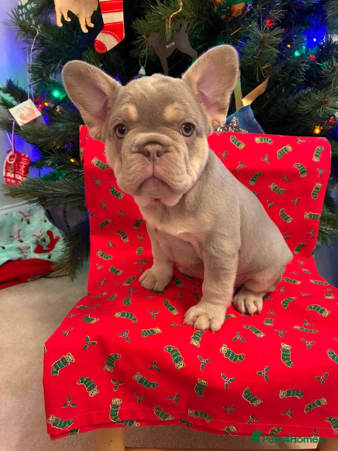 French Bulldog dogs for sale: KC Registered Beautiful French Bulldog Puppies - Advert 30