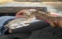 Boa Snake reptiles for sale: Hypo boa female approx 1.5 yrs old - Image 4