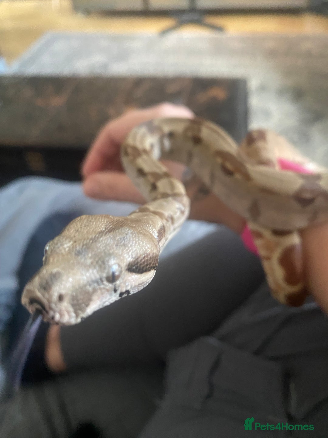 Boa Snake reptiles for sale: Hypo boa female approx 1.5 yrs old - Image 4