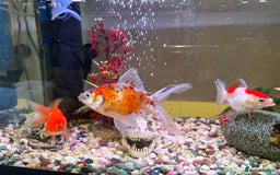 Goldfish fish for sale: Goldfish and set up for sale  - Image 6