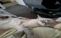 Ragdoll cats for sale: Beautiful Female ragdoll kitten  - Image 4
