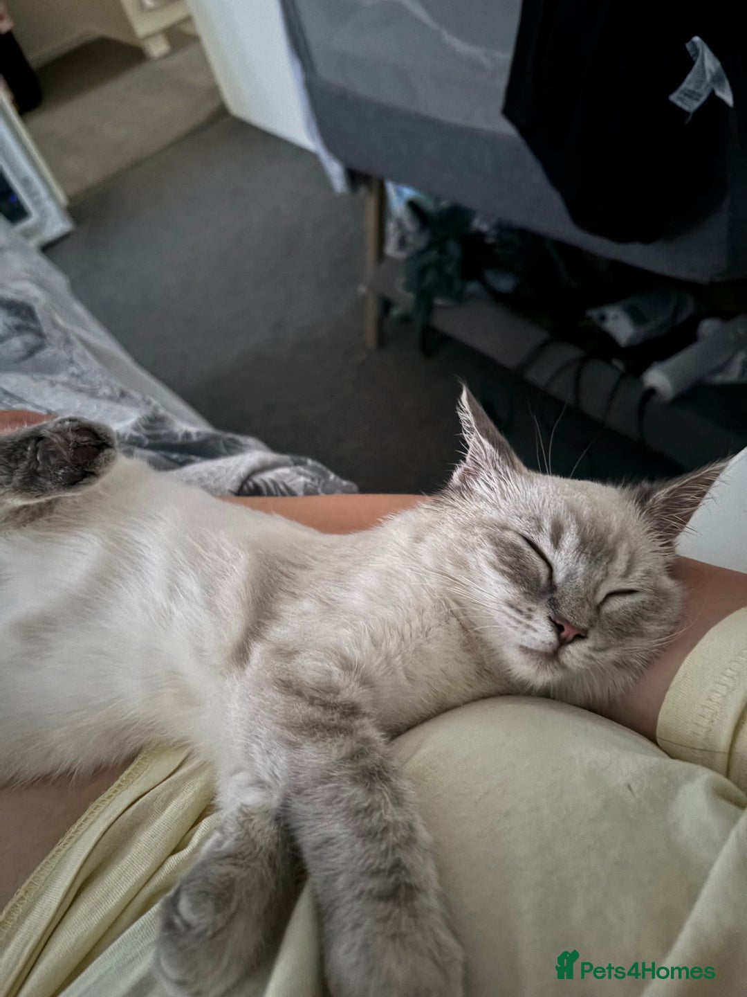 Ragdoll cats for sale: Beautiful Female ragdoll kitten  - Image 4