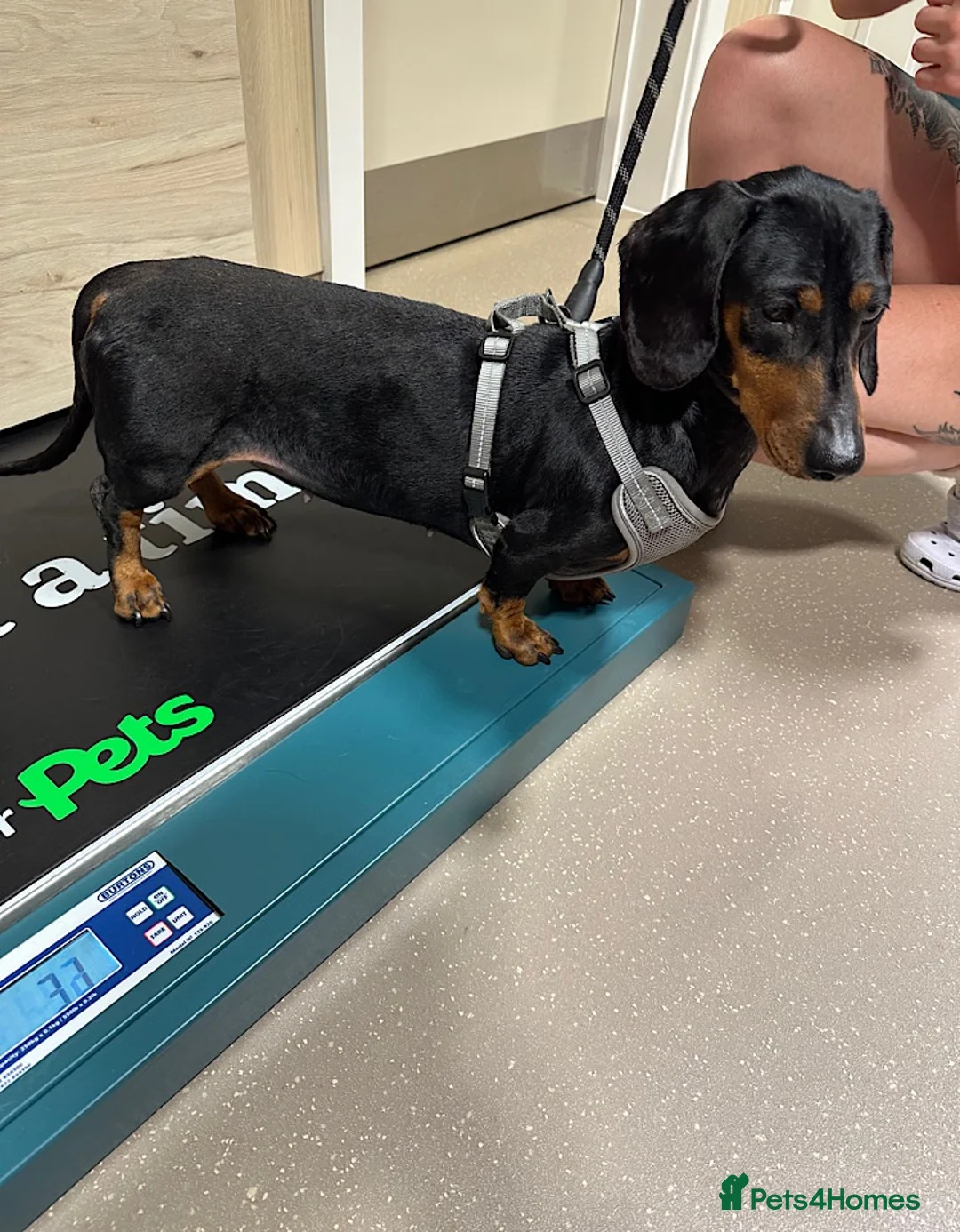 Dachshund dogs for adoption: Bella seeks forever home  - Advert 1