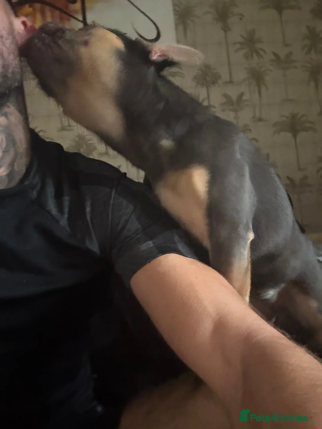 French Bulldog dogs for sale: Blue and tan female French bulldog 1yrs in Bury - Advert 2