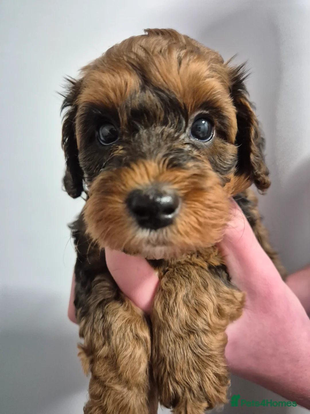 Cockapoo dogs for sale: Cockapoo  - Advert 2