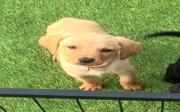 Labrador Retriever dogs for sale: Labrador puppies  - Image 6