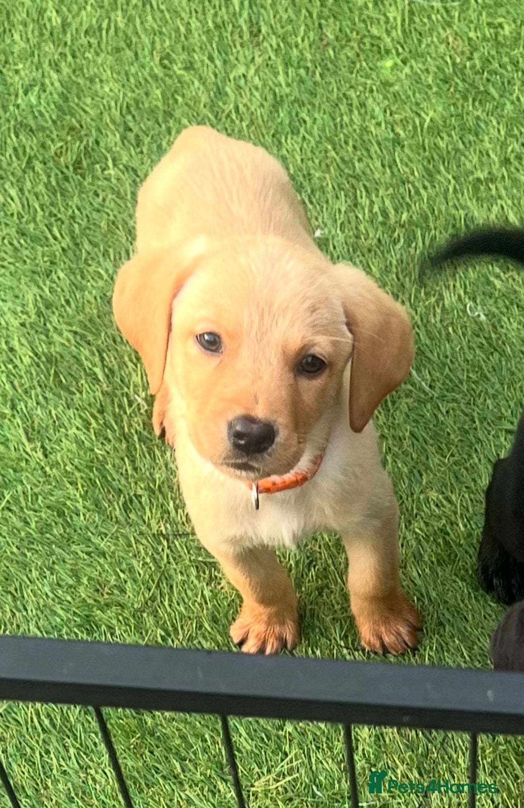 Labrador Retriever dogs for sale: Labrador puppies  - Image 6