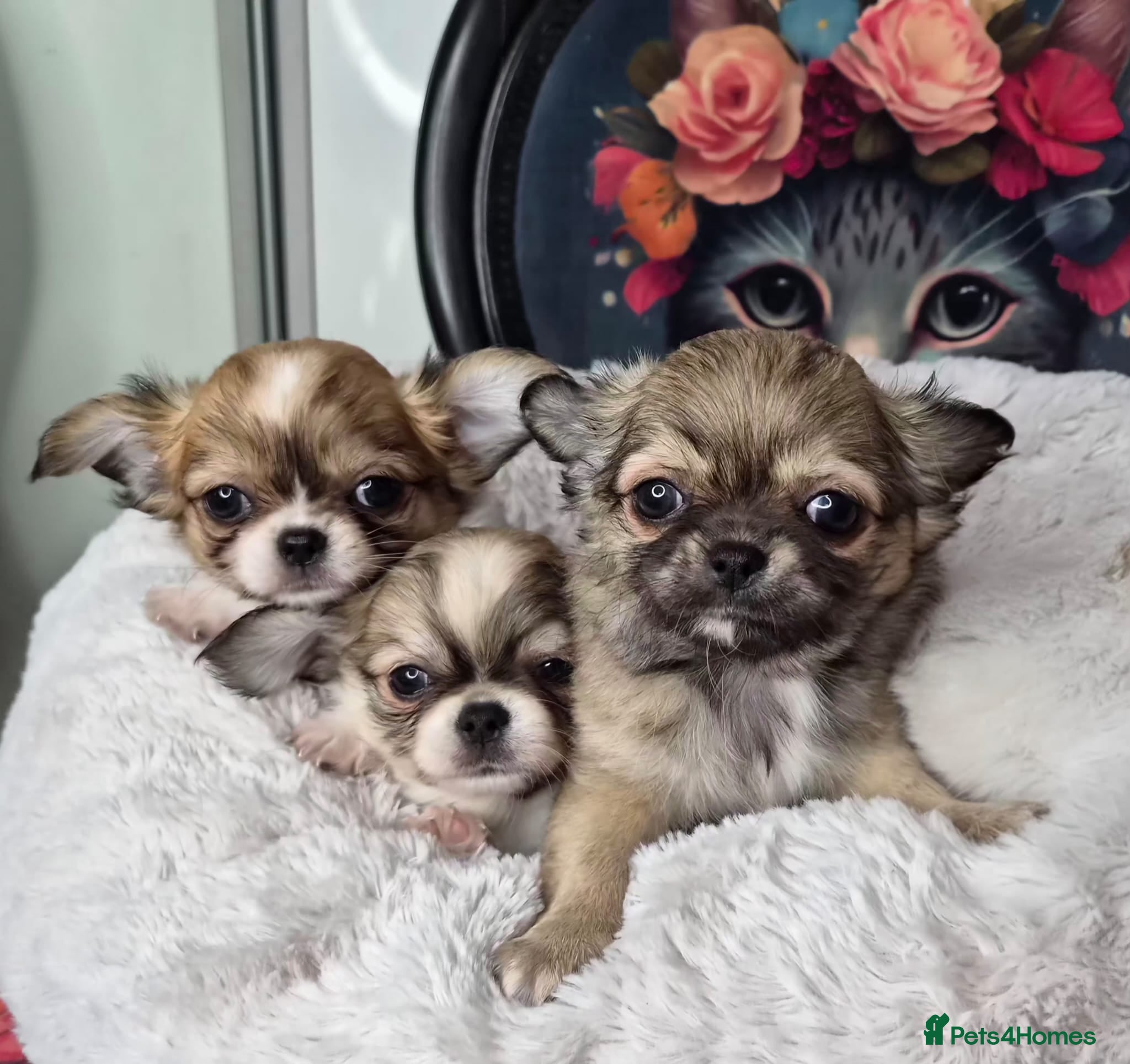 Chihuahua dogs KC registered chihuahua puppies  - Advert 11