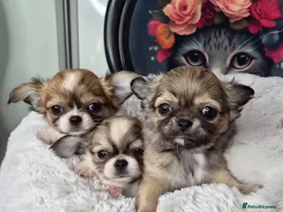 Chihuahua dogs KC registered chihuahua puppies - Advert 11