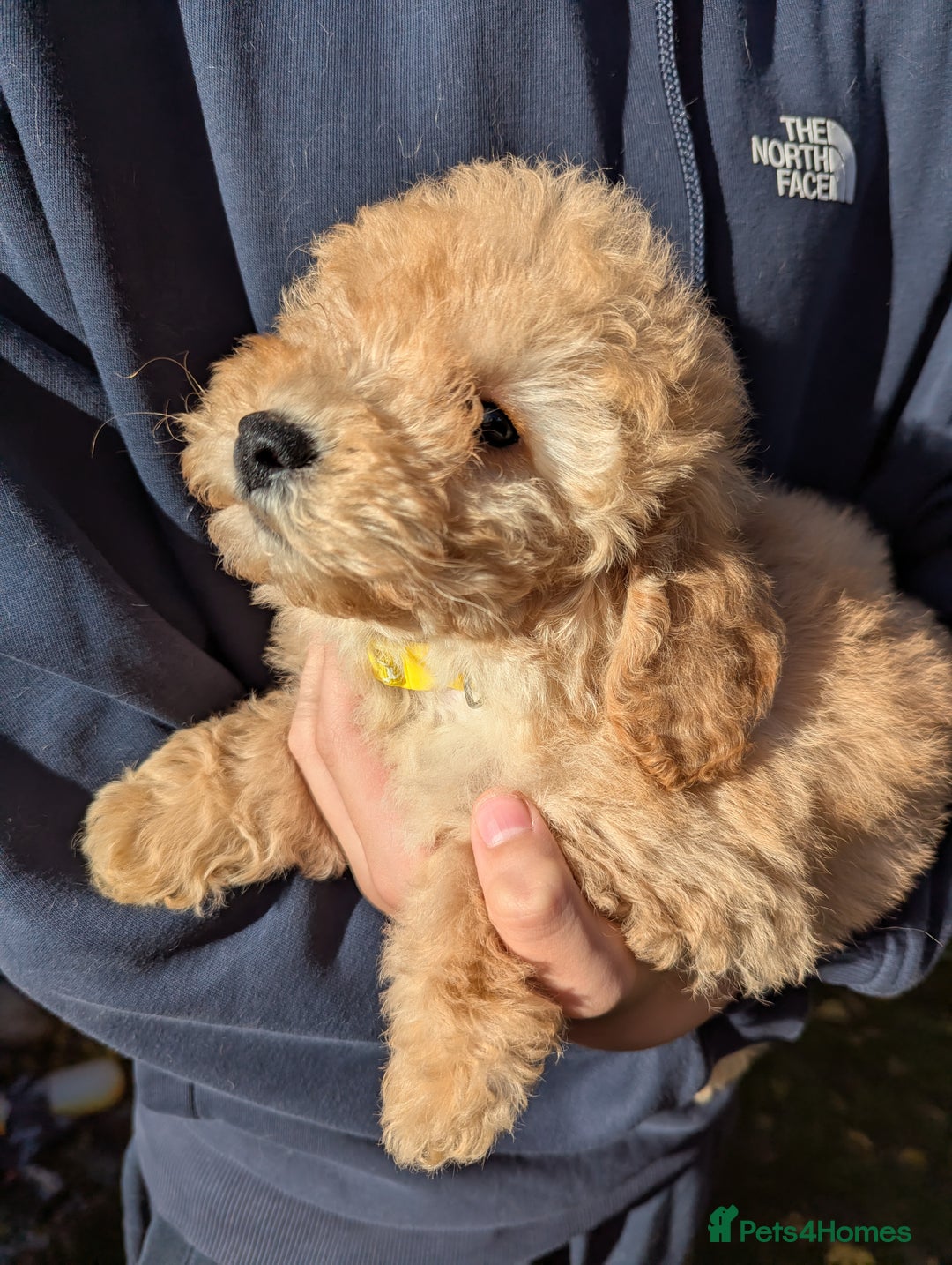Miniature Poodle dogs for sale: Ready now Kc reg mini poodle pups for sale  - Advert 17