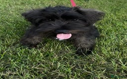 Miniature Schnauzer dogs for sale: Lovely KC Mini Schnauzer 4 months Fully Vaccinated - Image 2