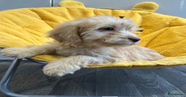 Cockapoo dogs - Advert 2