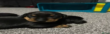 Miniature Dachshund Puppy 2
