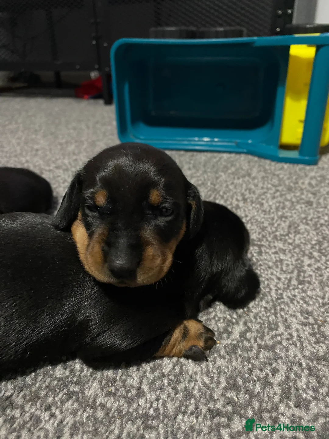 Miniature Dachshund dogs for sale: 1 male 1 female KC registered puppies  - Advert 4