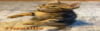 Tigerlily 