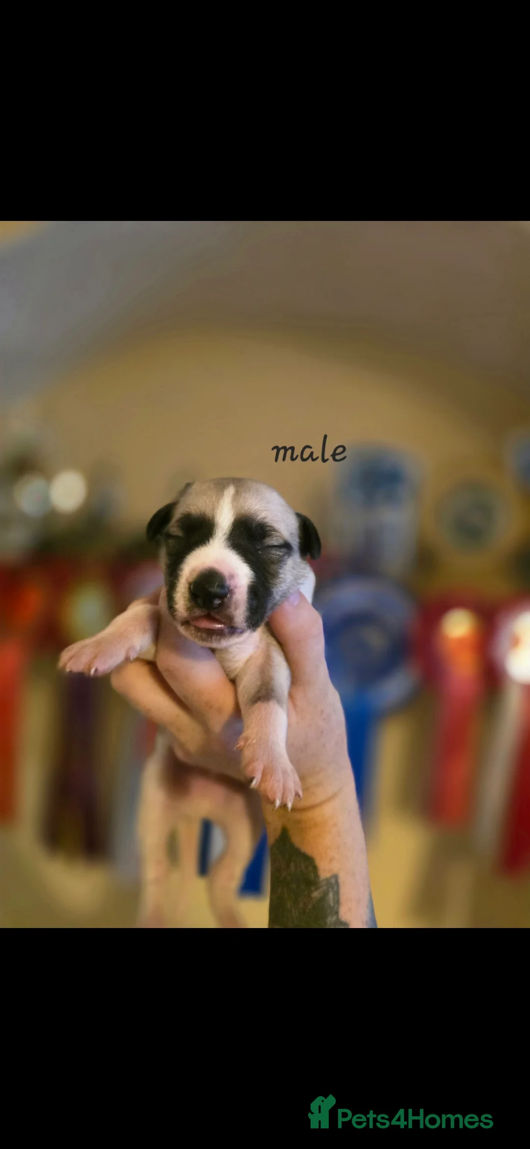 Whippet dogs for sale: Kc reg whippet litter - Advert 9
