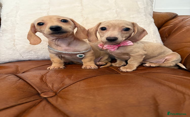 Miniature Dachshund dogs - Advert 5