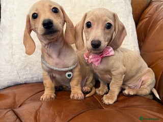 Miniature Dachshund dogs - Advert 3
