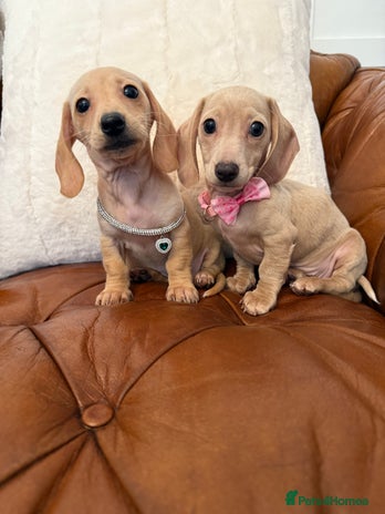 Miniature Dachshund dogs - Advert 5