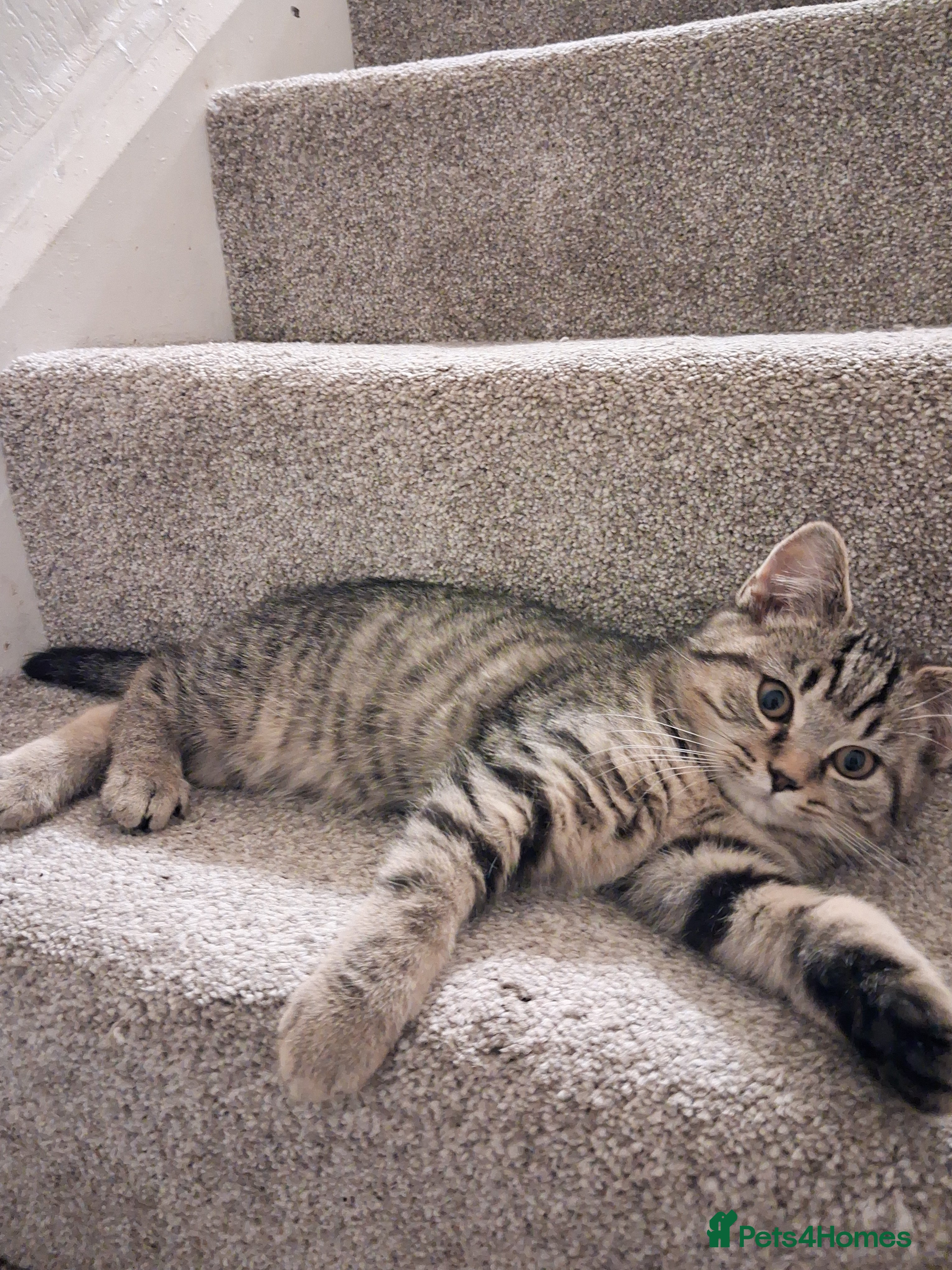 British Shorthair cats British Shorthair kitten one left boy  - Advert 6