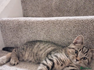 British Shorthair cats British Shorthair kitten one left boy - Advert 1