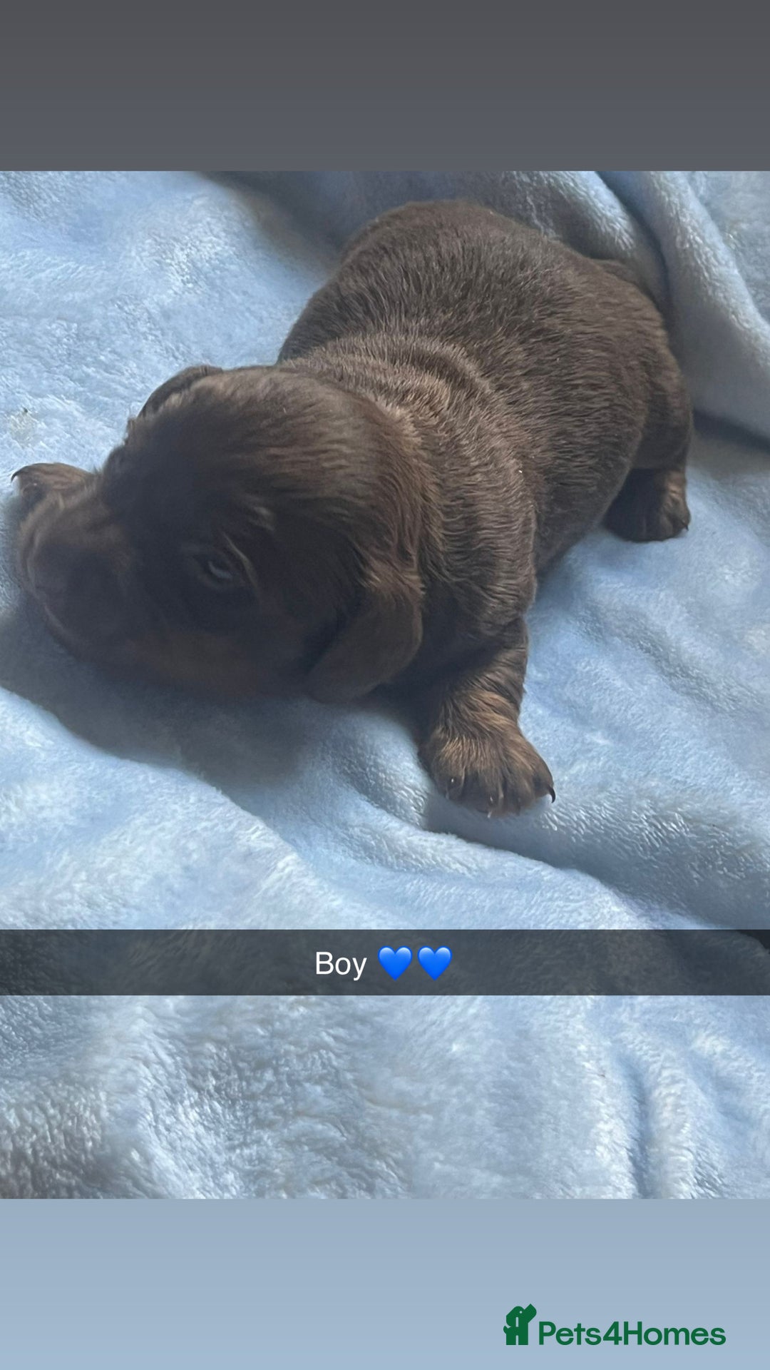 Miniature Dachshund dogs for sale: Miniature dachshunds puppies  - Image 3