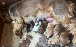Cocker Spaniel dogs for sale: Show cocker spaniel in Bradford - Image 13