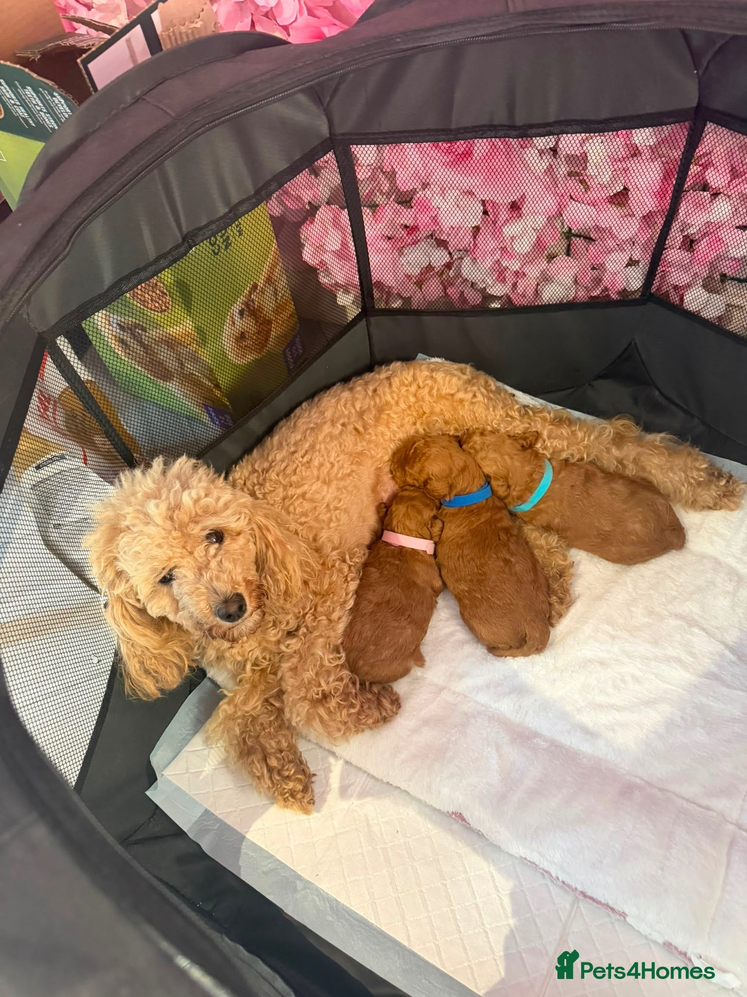 Toy Poodle dogs Red Toy Poodle Puppies  - Advert 3