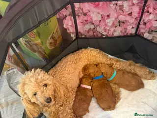 Toy Poodle dogs Red Toy Poodle Puppies - Advert 1