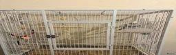 Cockatiels birds for sale: Cockatiel, female. - Advert 2