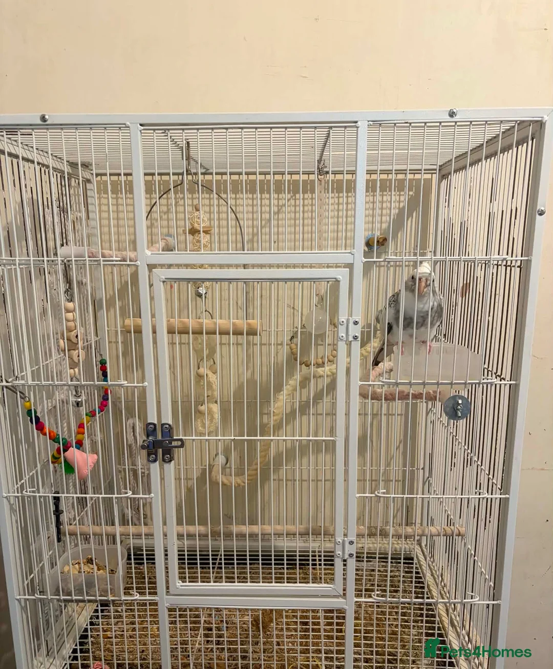 Cockatiels birds for sale: Cockatiel, female. - Advert 2