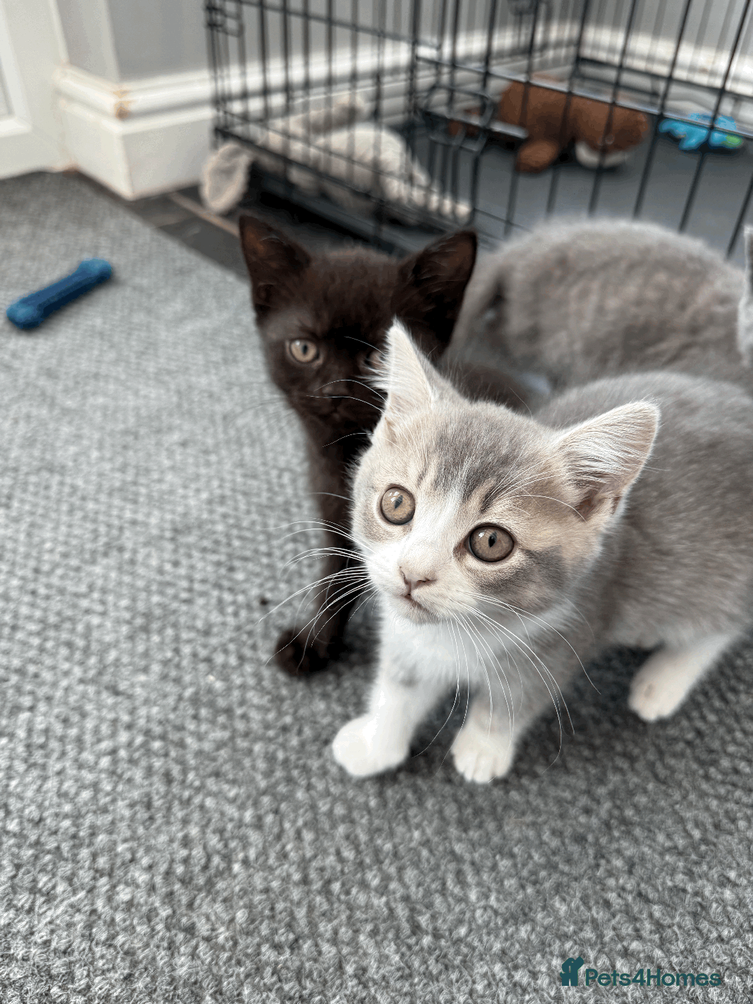 British Shorthair cats for sale: 4 british short Haired kittens for sale  - Image 11