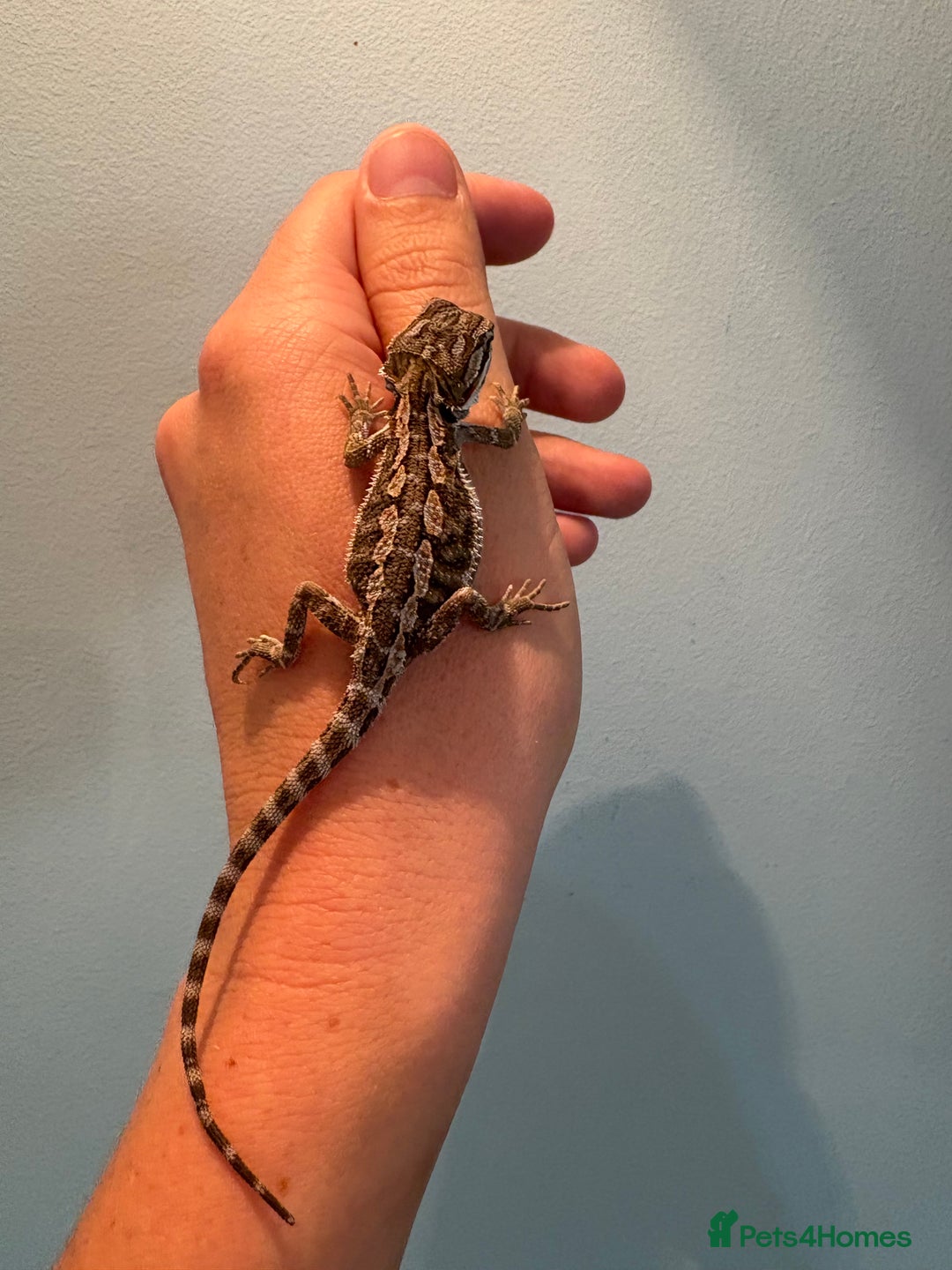 Bearded Dragon reptiles for sale: Mixed bearded dragons  in Nantwich - Image 7