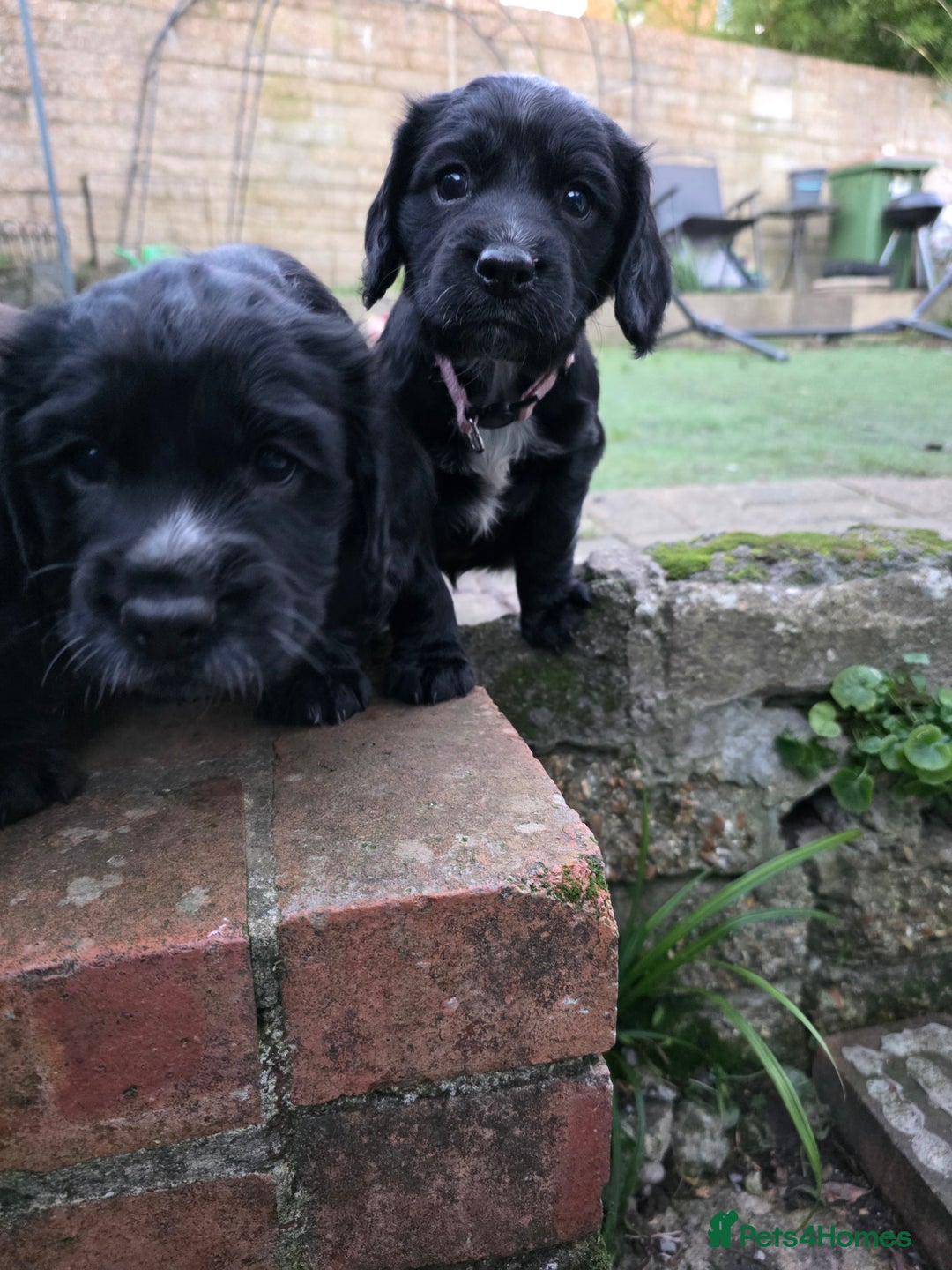 Cocker Spaniel dogs for sale: last puppy (girl) of the Working Cocker Spaniel - Advert 1