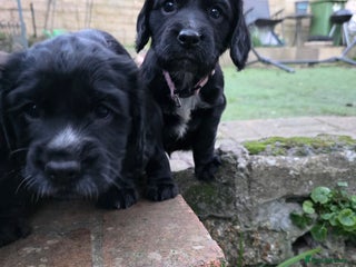 Cocker Spaniel dogs beautiful working cocker spaniel puppies - Advert 14