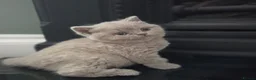 British Shorthair cats for sale: Gorgeous Pure British Shorthair Teddy Bear Kittens - Advert 32