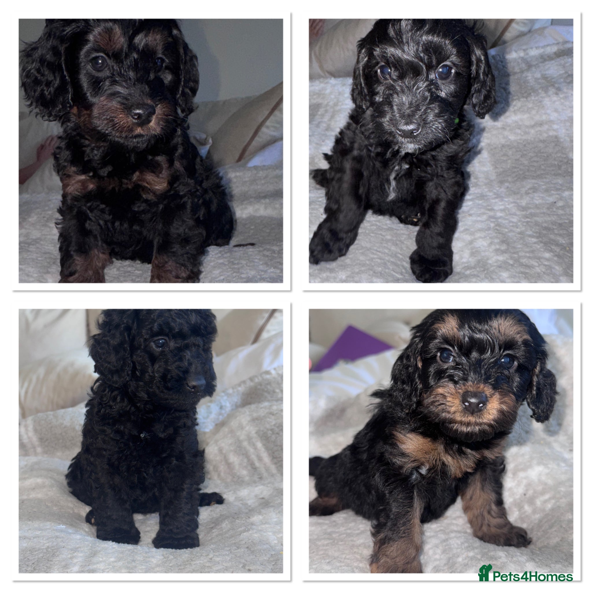 Cockapoo dogs Miniature Cockapoo  - Advert 14