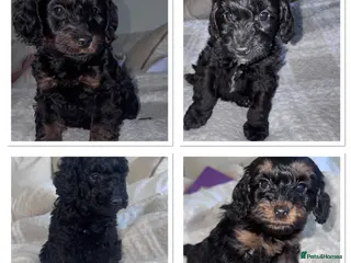 Cockapoo dogs Miniature Cockapoo - Advert 16