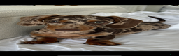 Miniature Dachshund dogs for stud: MINIATURE DAPPLE CHOC/ISABELLA DACHSHUND STUD - Advert 6