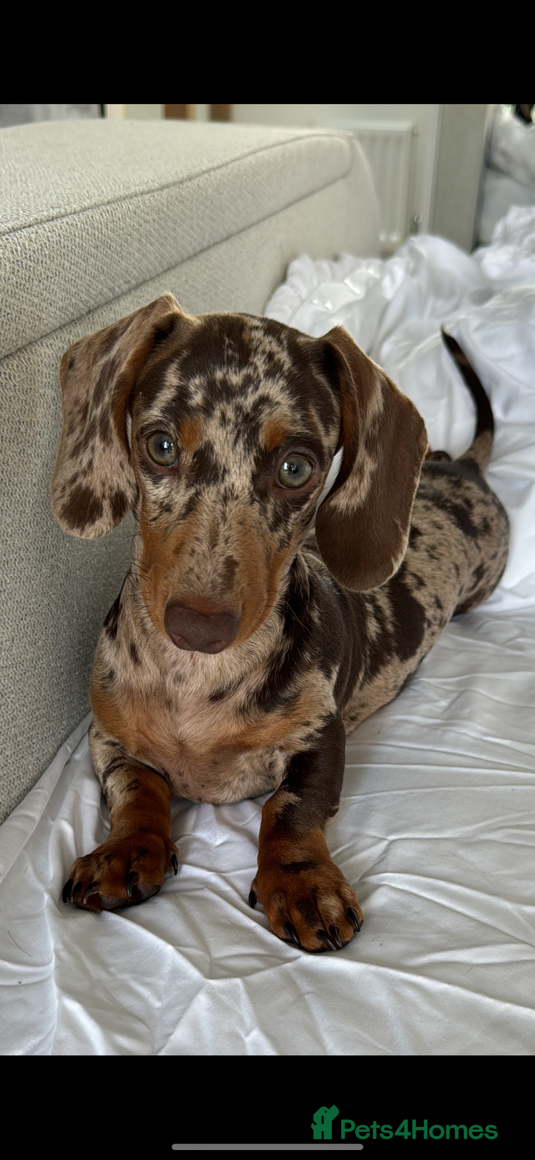 Miniature Dachshund dogs for stud: MINIATURE DAPPLE CHOC/ISABELLA DACHSHUND STUD - Advert 6