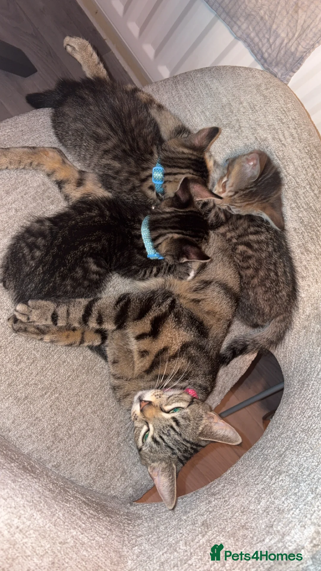 American Shorthair cats for sale: 3 Male Kittens looking for their forever home - Advert 5