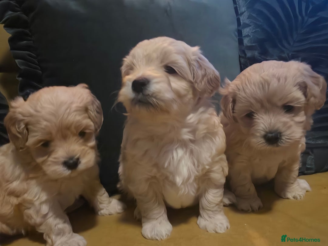 Maltipoo dogs for sale: F1 Maltipoo for sale  - Advert 30