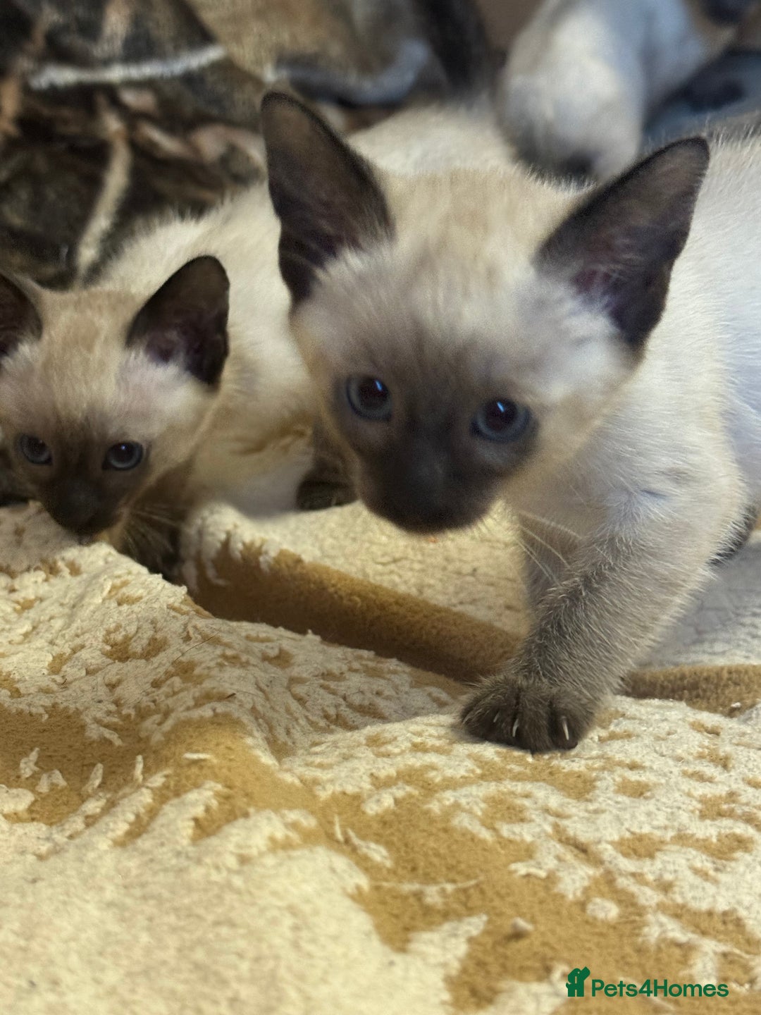 Siamese cats for sale: Seal point Siamese kittens - Advert 10