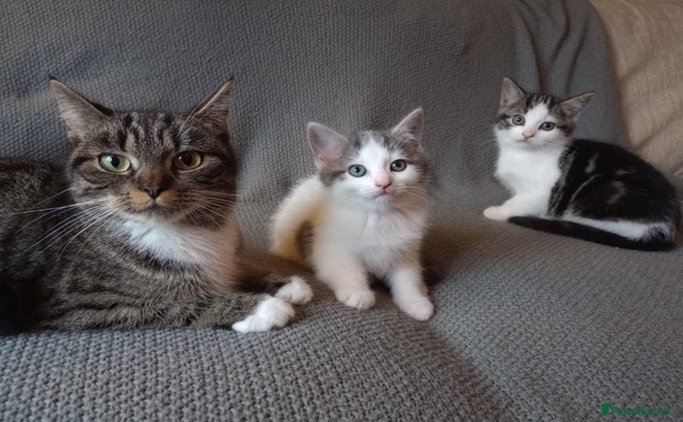 Mixed Breed cats - Advert 2