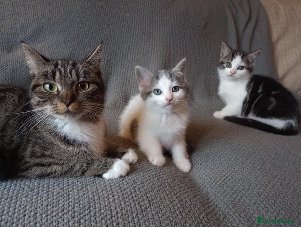 Mixed Breed cats - Advert 11